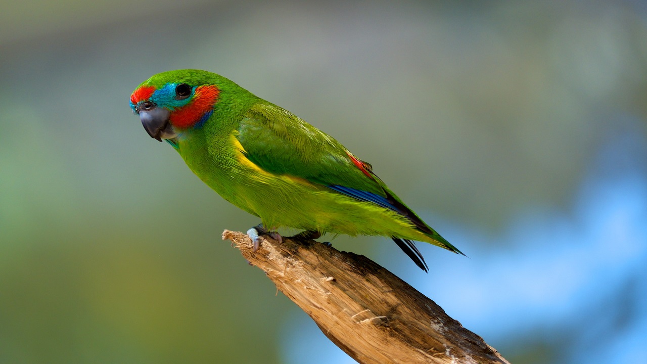 Australian parrots kept as pets