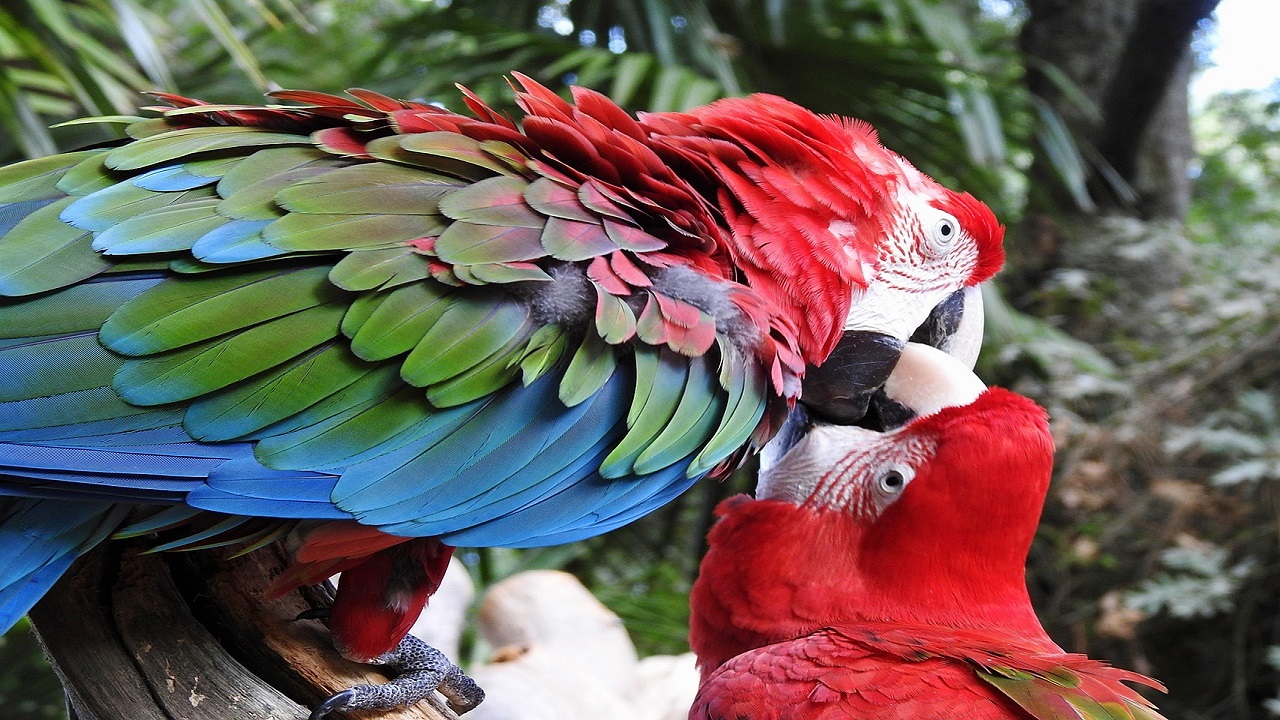 australian parrots communicate with each other