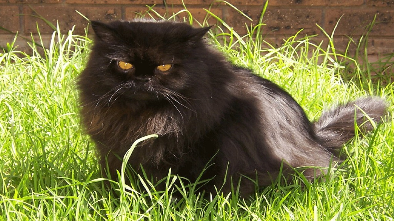 average lifespan of a black Persian cat