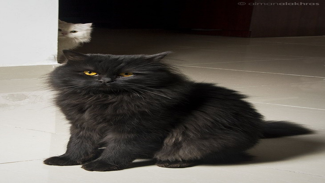 black Persian cats differ from other Persian cat color variations