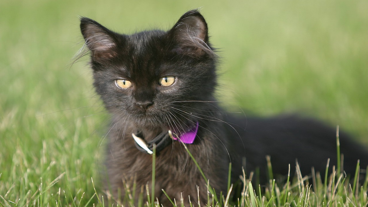 black Persian cats require any specific grooming needs