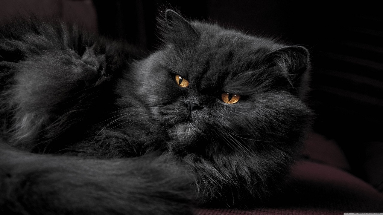 What is the origin of black Persian cat?