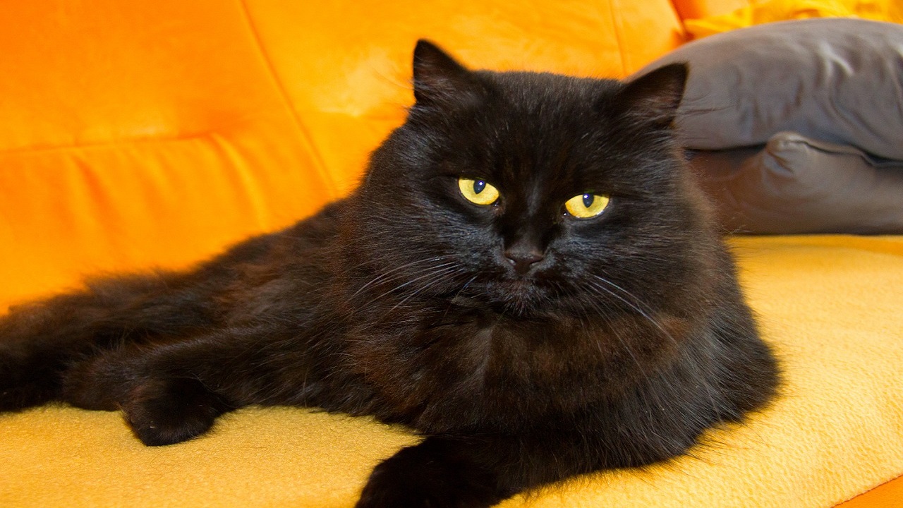 appearance of a black Persian cat