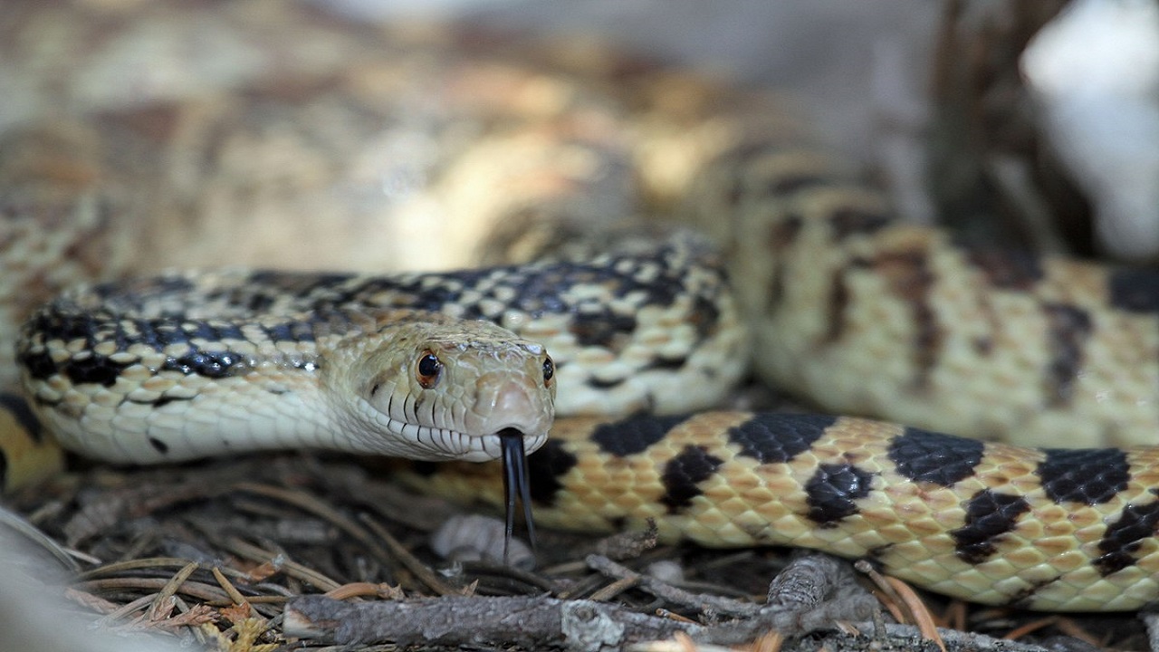 Gopher Snakes found in terms of geographical range