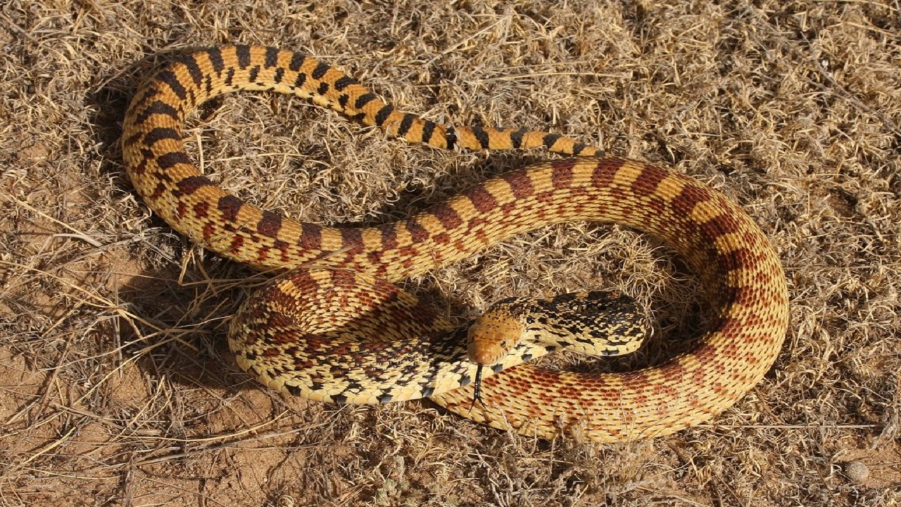 Gopher snake typically grow