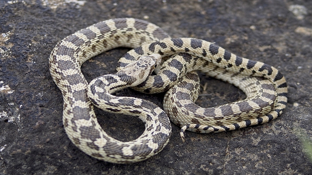 adult Gopher snake