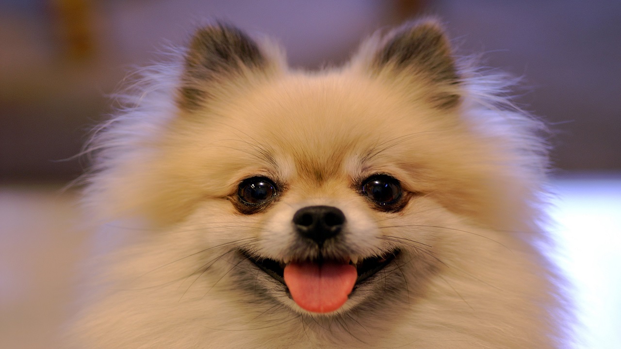 cutest dog breed that are popular among dog lovers