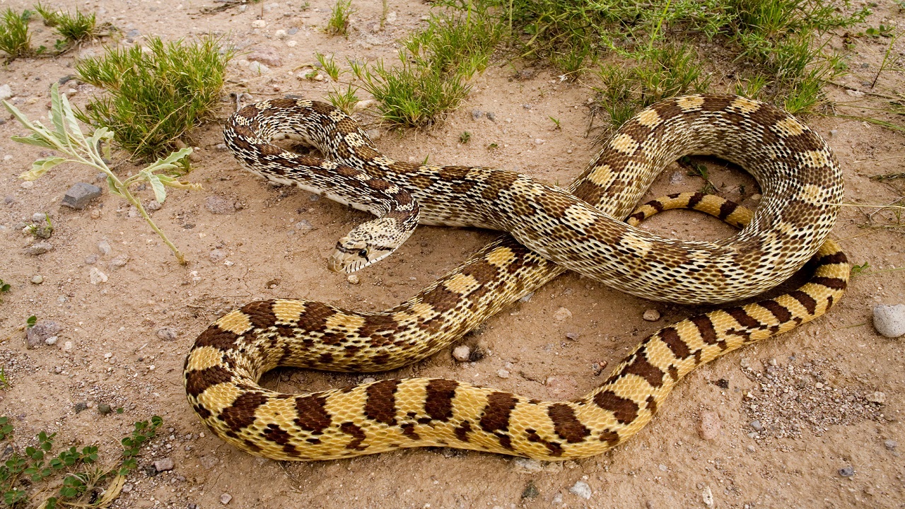 physical characteristics of a Gopher snake