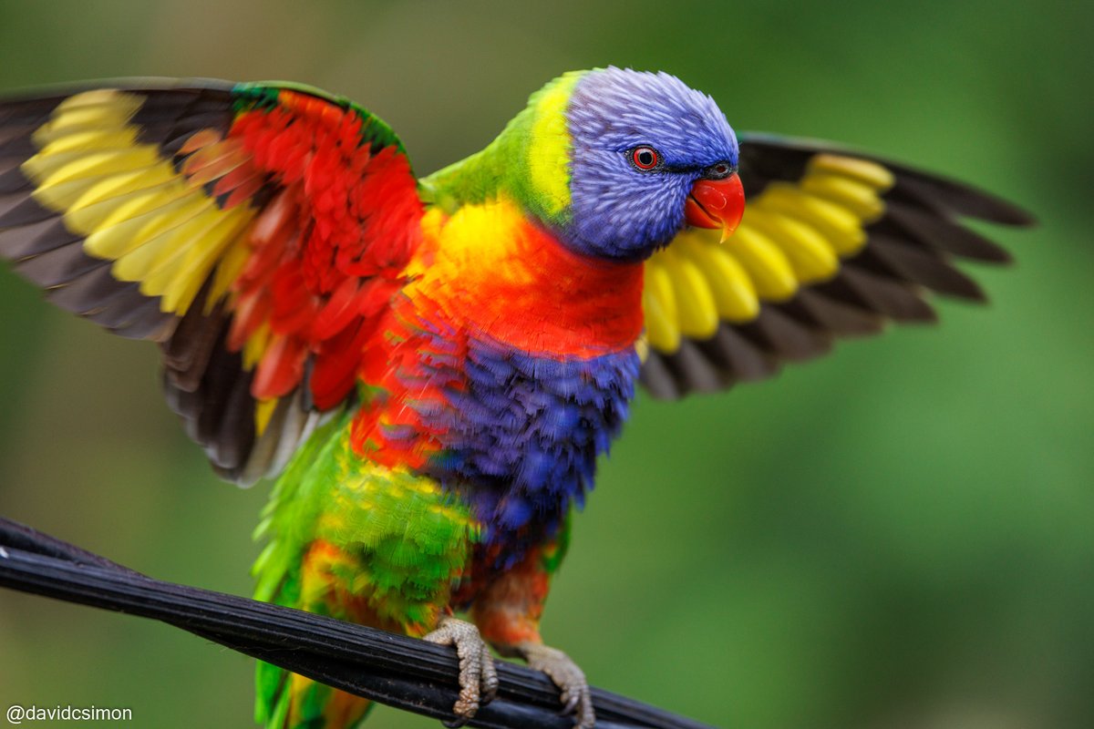 Australian Parrots care