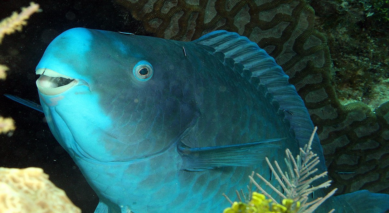 Blue Parrot Fish Commonly Found In The Wild
