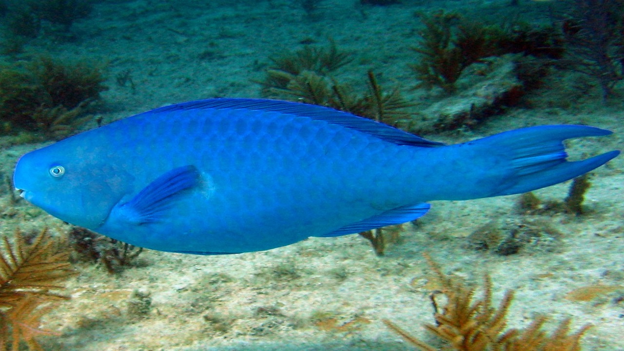 Size Range of A Blue Parrot Fish