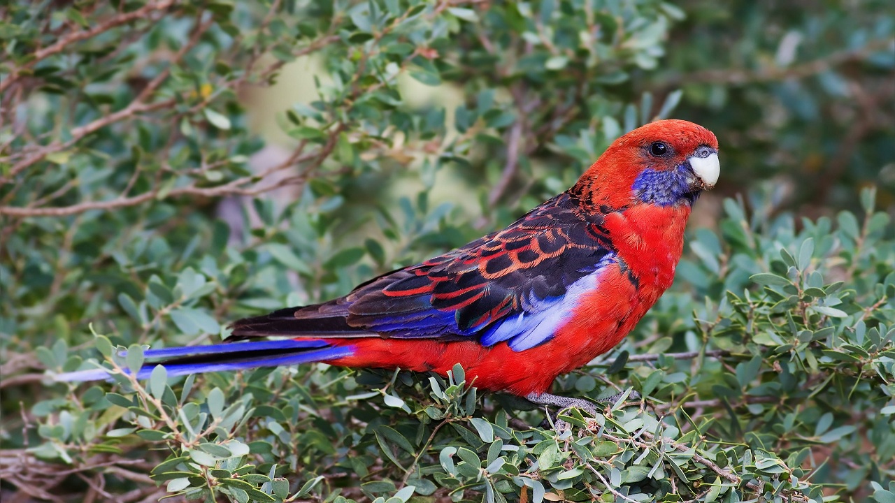 10 Interesting Facts About Australian Parrots