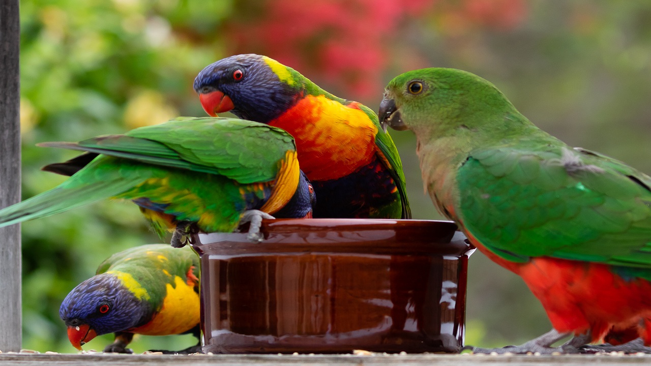 How to Care for Australian Parrots with Love and Joy
