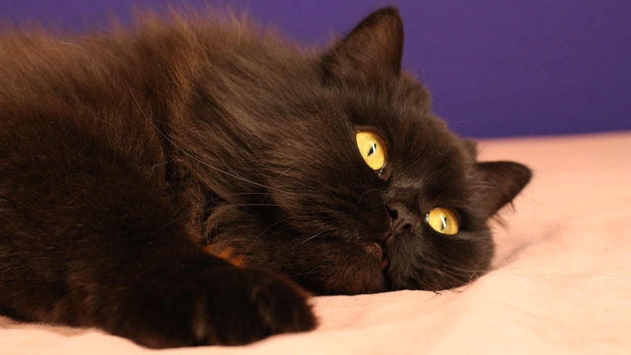 Some Reasons To Avoid Black Persian Cat