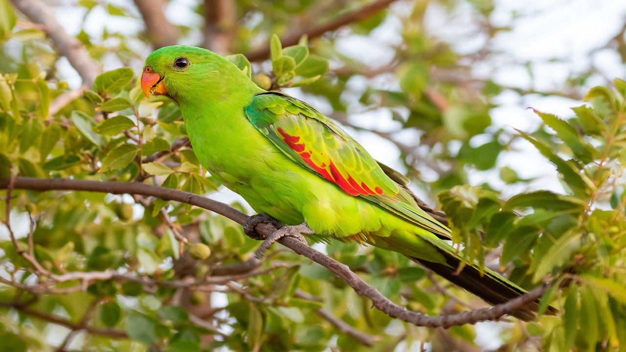 The Joyful Benefits of Owning an Australian Parrot