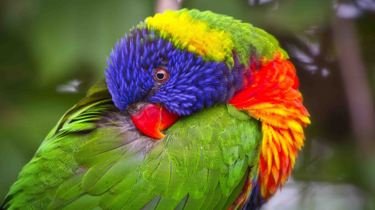 How to Feed Australian Parrots With Love?