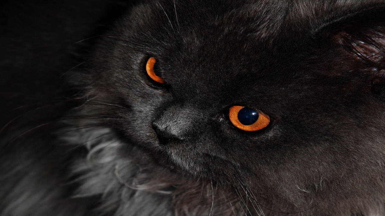 The Graceful Elegance of Blue Persian Cats: Exploring Size and Weight
