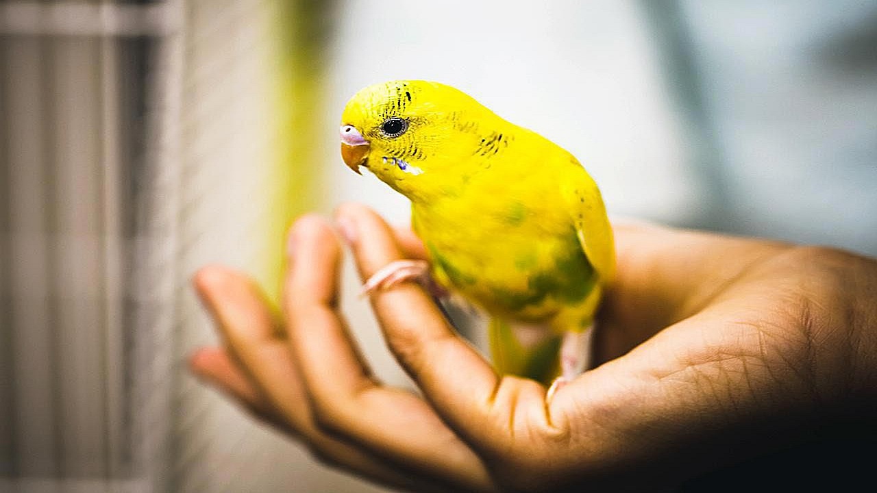 5 Tips to Nourish the Growth of Your Australian Parrots
