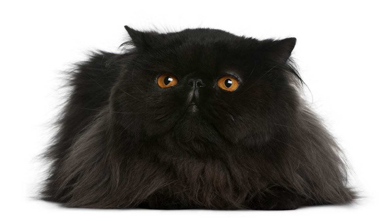 5 Unusual Facts About Black Persian Cats