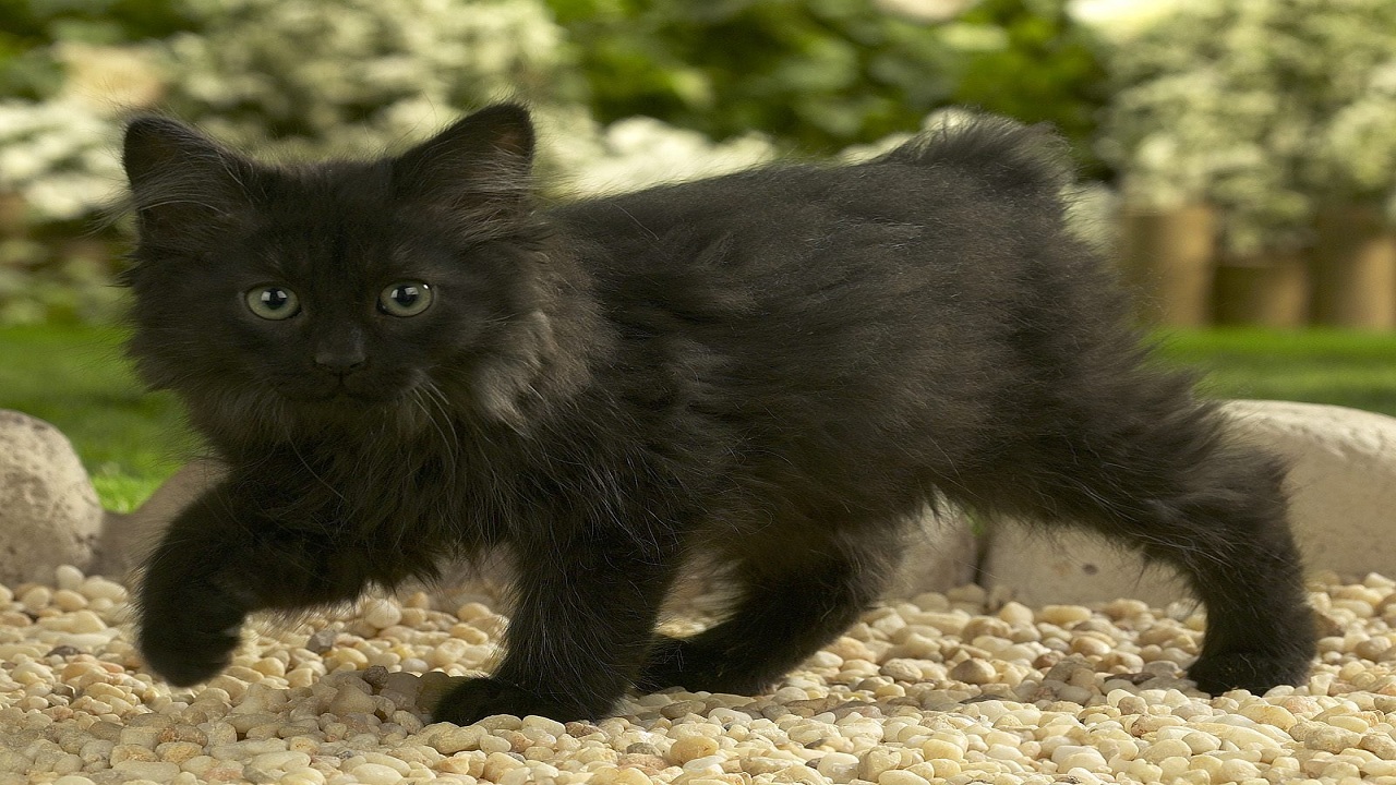 The Heartwarming Charm of Black Persian Cats: Unveiling Their Social and Affectionate Nature