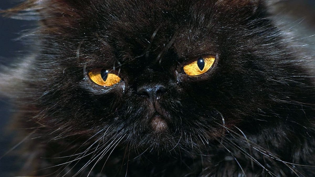 7 Friendly Tips for Selling Your Black Persian Cat
