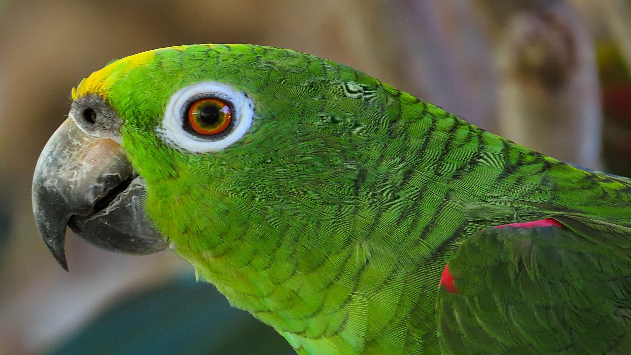 Exploring Where Australian Parrots Come From