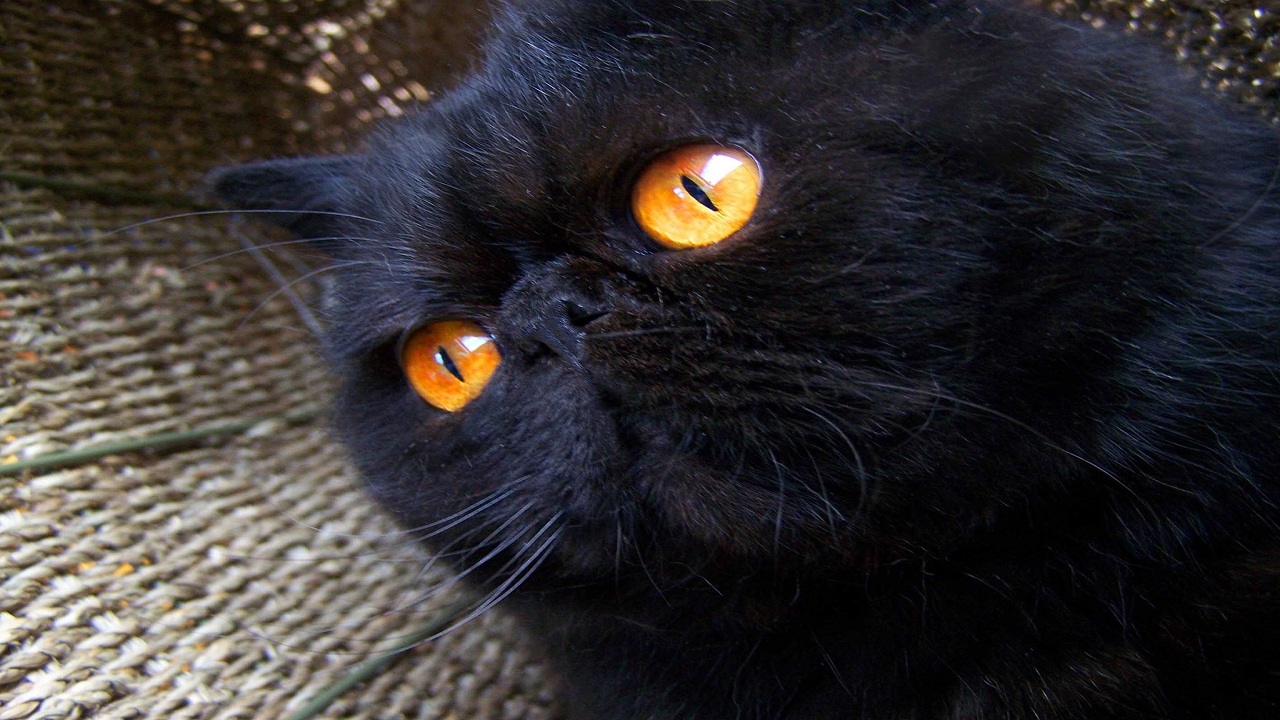 How would you describe the appearance of a Black Persian cat