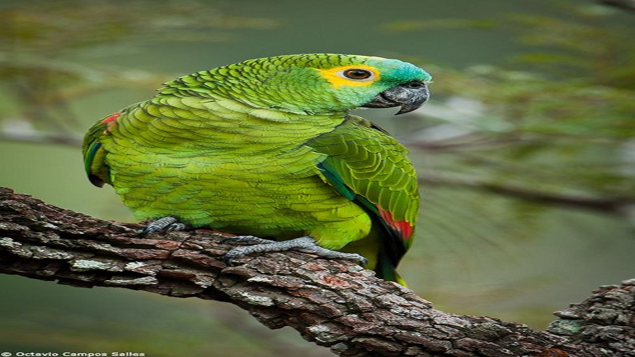 Why Are Australian Parrots So Popular